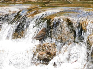 川でたたずむカワガラス