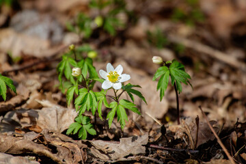 spring flower