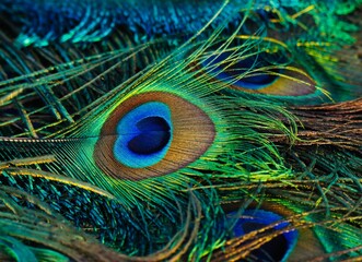 Obraz premium Peacock feather close up. Peafowl feather. Mor pankh. Abstract background.