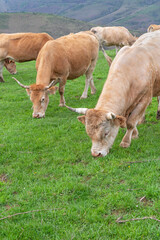 Bull and cow grazing. Pyrenean breed