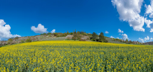 Rape field and vineyards at the Enz loop nearby Mulhausen on the Enz