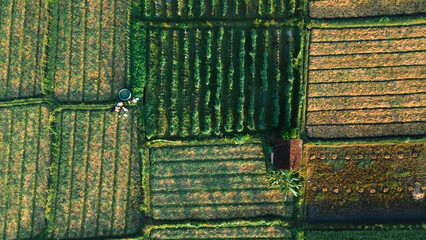 Aerial view, farmers take water for their rice fields with a view of the rice field pattern