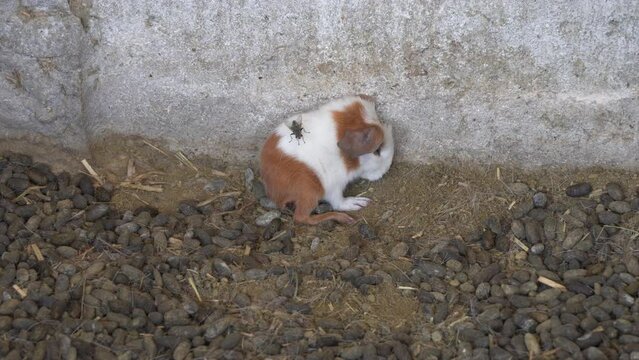 Isolated newborn guinea pig bugged by fly insect in livestock farm