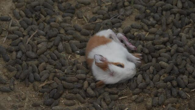 Sick newborn guinea pig laying down in livestock farm. Unhealthy baby