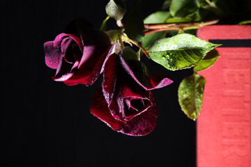 Still life con rose di colore rosso viola intenso