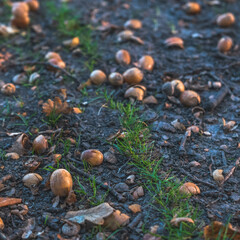 mushrooms on the ground