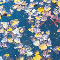 Fototapeta na wymiar leaves in water