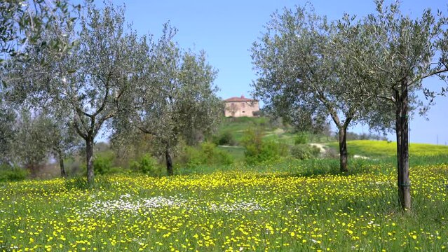 beautiful landscape of countryside hill with meadow of yellow flowers , olive oil trees and cottage farmhouse typical of Tuscany, spring is coming 