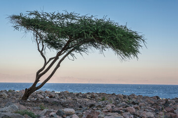 panorama view of sunset in desert near lonely tree on coast of sea