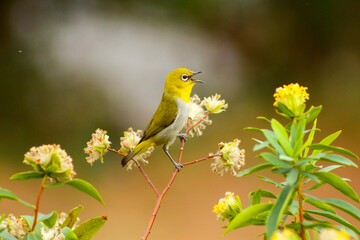 bird on a branch