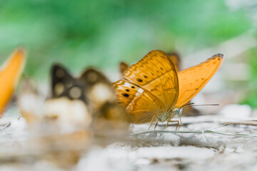 Fototapeta na wymiar Flock of local butterflies in the forest with selective focus point at Kaeng Krachan National Park, Thailand