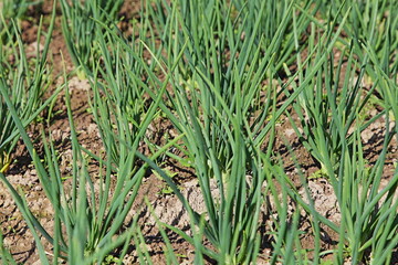 Fresh organic green onions grow in a garden bed. Spring greens, vegetables. This plant has properties to alleviate the symptoms of colds.