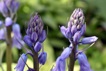 Knospen und Blüten eines Österreichischen Ehrenpreis