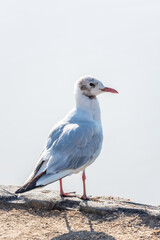 black-headed seagull by the sea