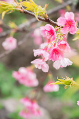 Fototapeta na wymiar 沖縄の寒緋桜
