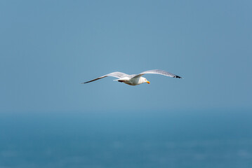 Fototapeta na wymiar Larus argentatus-Gull flying in the sky