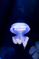 jellyfish in an aquarium