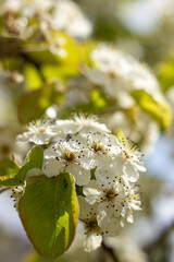 white flowers on a tree