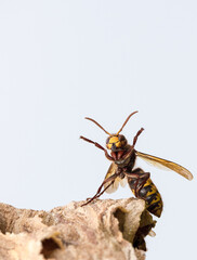 Die Hornisse (Vespa crabro)