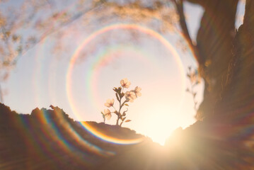 桜と虹ゴースト / Cherry Blossom with Rainbow Ghost