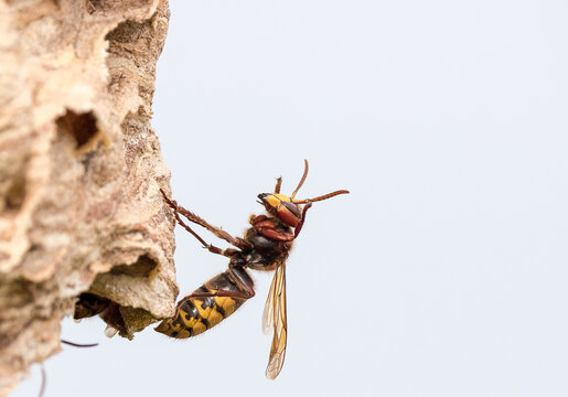 Die Hornisse (Vespa crabro)