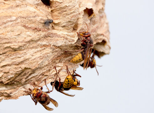 Die Hornisse (Vespa crabro)