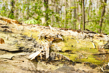 Totholz Tot Holz im Wald co2 Speicher und Lebensraum 