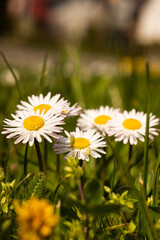 sunny camomile garden with green grass