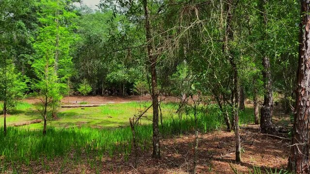 A number of logs strewn around a green grassy clearing in the forest