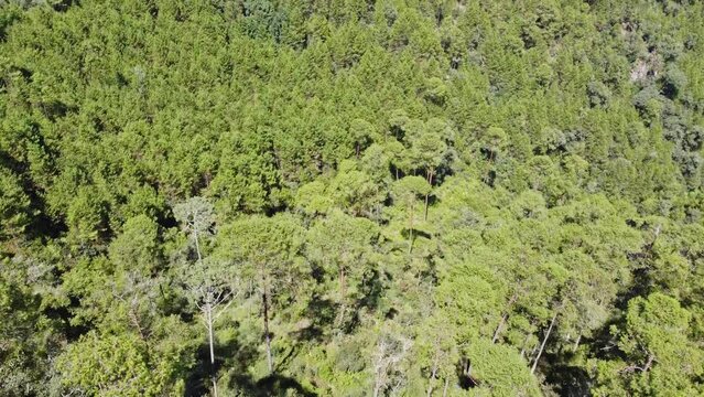 Drone video of forest with mist. Aerial view of forest with city in the background. 4k nature video concept. Video drone.