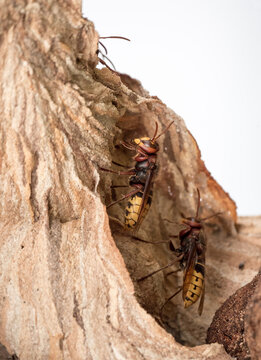 Die Hornisse (Vespa crabro)