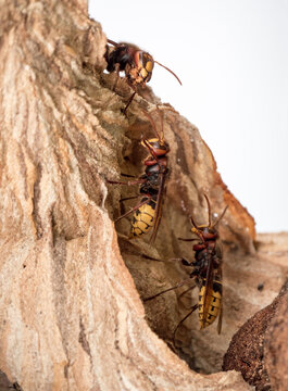 Die Hornisse (Vespa crabro)