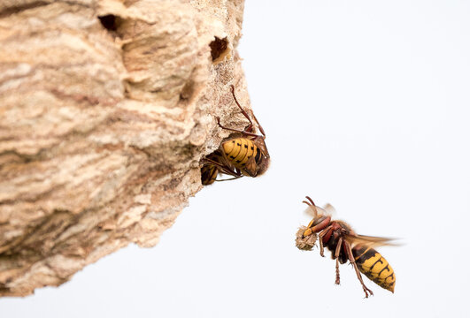 Die Hornisse (Vespa crabro)
