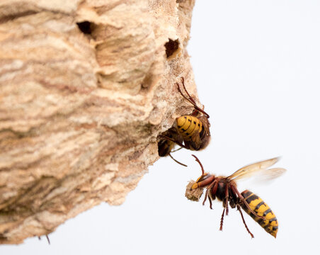 Die Hornisse (Vespa crabro)