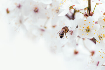 Branches of blossoming cherry and bee macro with soft focus. Beautiful cherry landscape. Floral spring abstract background of nature. Easter and spring greeting cards. Springtime