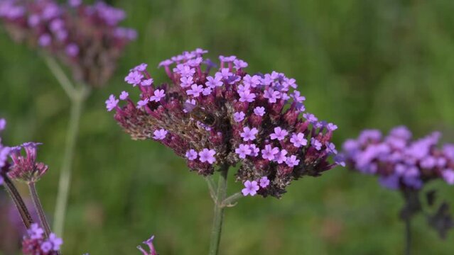 Honey bee collecting pollen on a purple verbena bonariensis flower plant they are used for pollination and are also known as honeybee, macro close up video footage clip