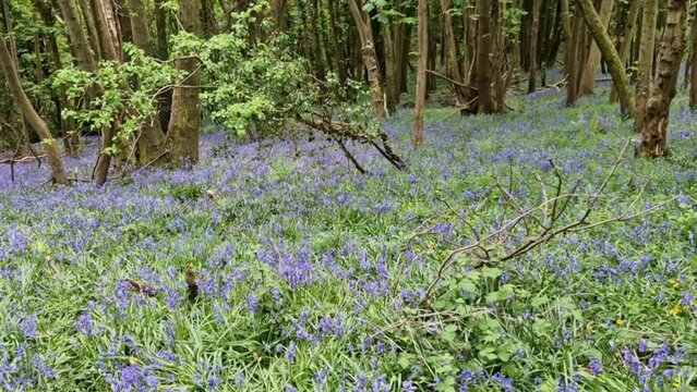 Wood of spring bluebell flowers (hyacinthoides non scripta) set in an old English countryside woodland wildflower landscape during springtime in April, stock video footage clip