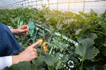 Women who are managing crops using augmented reality devices in melon greenhouses (hologram CG) 
