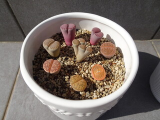 多肉植物 リトープスのカラフルな寄せ植え 写真 