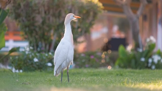 White cattle egret wild bird, also known as Bubulcus ibis walking on green lawn in summer