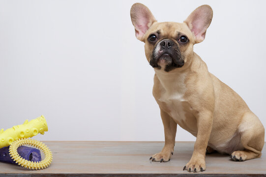 Purebred dog french bulldog with a funny black muzzle with big ears and black eyes sits posing next to a variety of coloured toys attentively looks into the photo camera. High quality picture. 