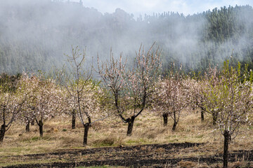 Gran Canaria, Caldera de Tejeda in February, almond trees in full bloom, Spain