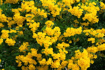 Green plants and Yellow Flowers for nature background.