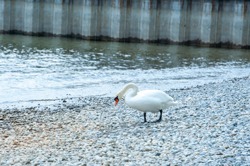 schwimmender Schwan