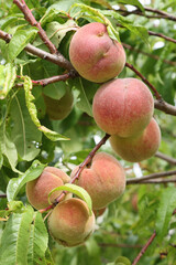 Pêches dans l'arbre	