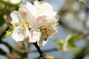 bee searching for pollen in a beautiful apple flower