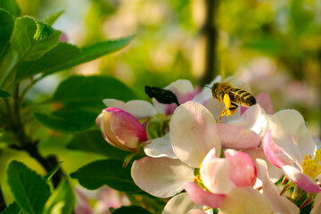 hard working honey bee