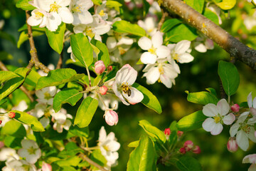 Honey bee happy with the apple tree