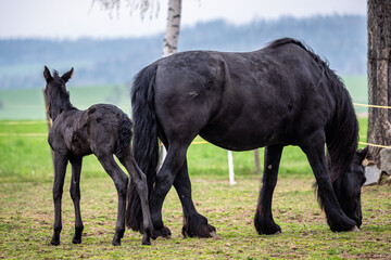 Black mare and foal in the pasture.