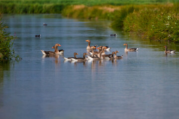 The Netherlands around the town of Zaandam, a cluster of wild geese on the plan